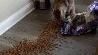 Pet Canadian Lynx Triumphs Over Food Bag