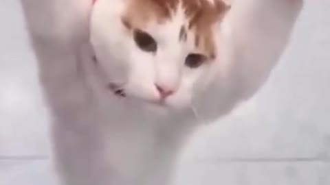 Cat walking like people