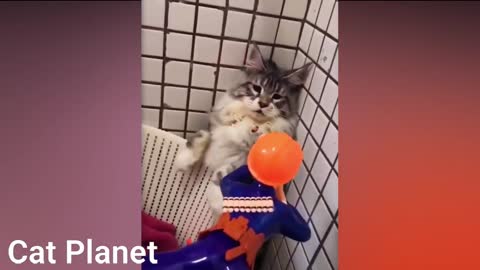 Funny and Cute Cats Video Compilation 2021