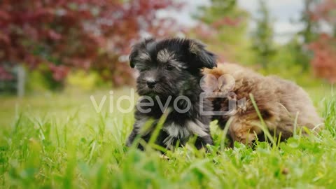 Two little puppies are playing on the lawn