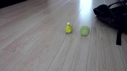 🦜Parrot play with ball