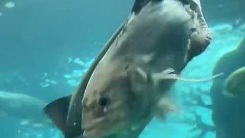 SHARKS ATTACK