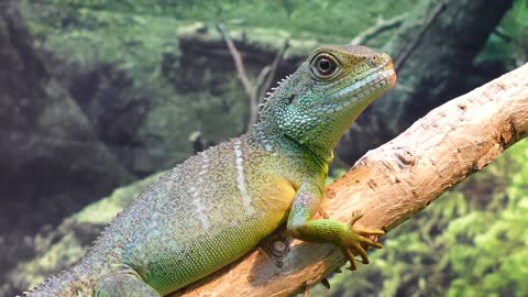 world's most beautiful 🦎🦎🦎🦎