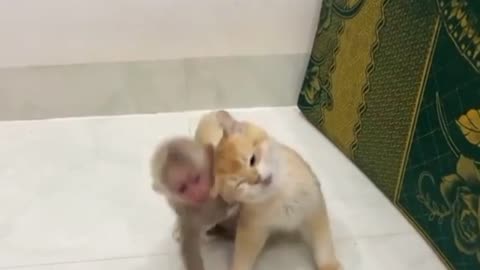 Cat and monkey playing together