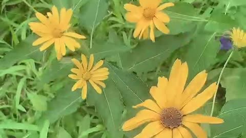 A lot of beautiful yellow flowers