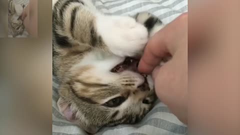 A cat playing with its owner