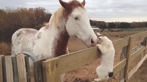 Cats and Horses have interactions too you know😂 😂Cute Animals videos