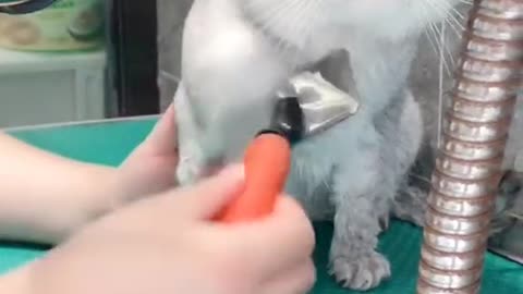 Grooming the cat