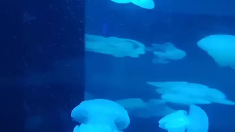 jelly fish AUSTRALIA