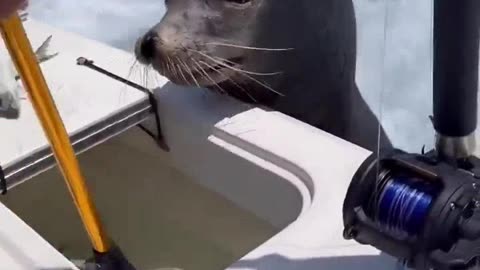 Seal wants a bigger fish