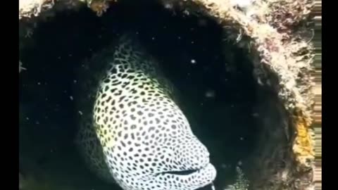 HUGE !!! MORAY EEL