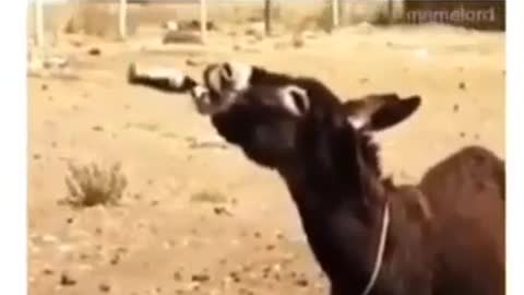 Donkey Drink pepsi