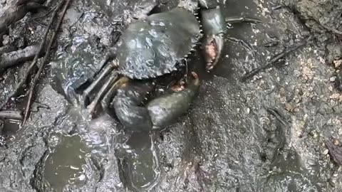 Catch MUD CRABS SO BIG