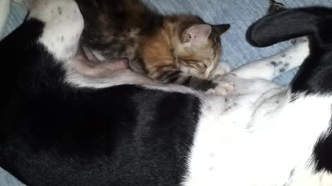 A female dog try to breast-feed a little cat