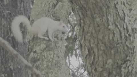 First pure white squirrel I have ever seen Big boy collecting nuts