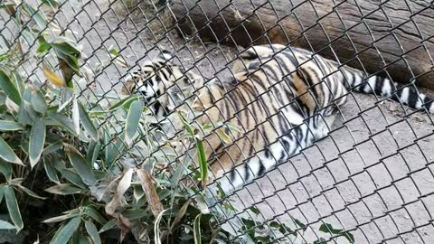 Tiger Approaches Man Climbing Barrier