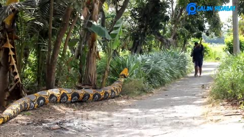 Translation result Funny Videos || Python Snake Prank Makes Mess Up || Genuinely makes you laugh