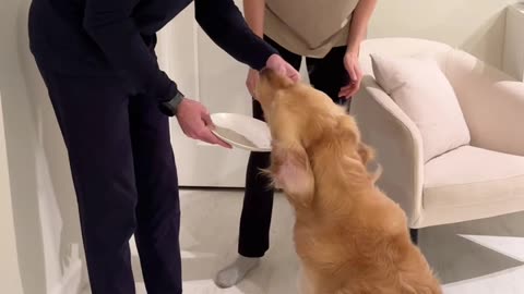 Golden Retriever Devours Gender Reveal Cake