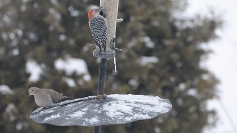 bird party