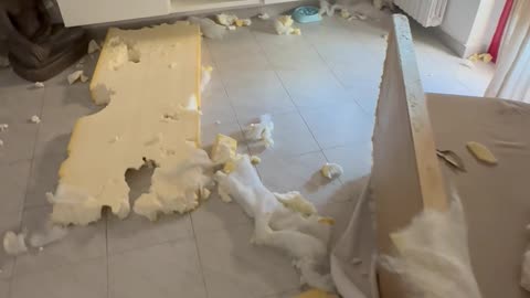 Naughty Labrador Makes a Huge Mess