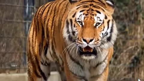 Animal world 4: fierce tiger