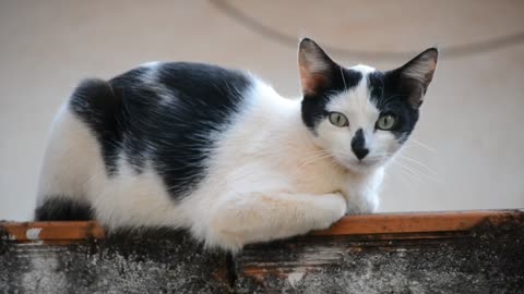 beautiful black and white cat #33