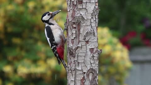 Woodpecker Bird Plumage Feather Black White Red