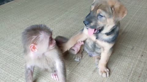 Cute puppy and little monkey take care and love each other...