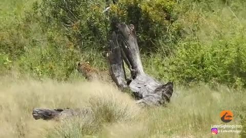 Cheetah Mother Tries Saving Cub After Leopard Catches It