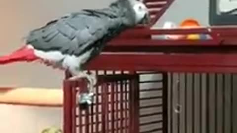 Funny African Grey