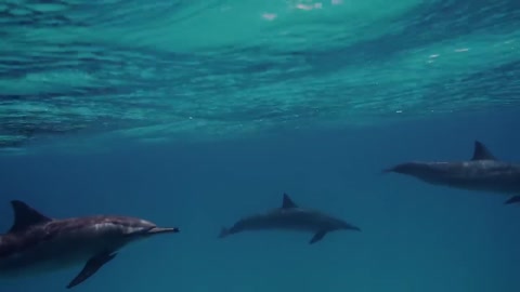 Why are sharks afraid of dolphins?