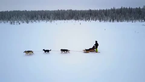 A different world – husky dog sledding in lapland