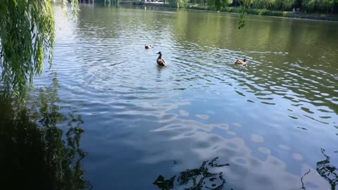 Ducks Swimming In pond and cleaning they feathers under sunlight close up