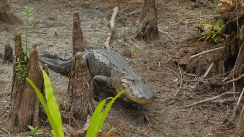 This is Why Jaguars Kill Crocodiles