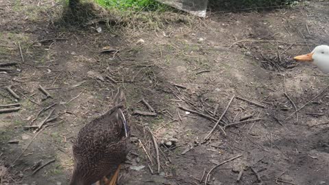 Chick's outside for the first time