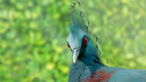 Top 10 most colorful brids part 1 stunningly beautiful birds