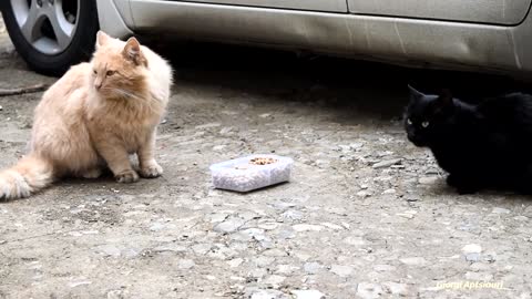 Mama Cat Takes Back Crying Kitten From Toddler | Ginger cat and black cats fight for food