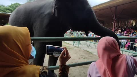 Zoo Spectators Duck from Curious Elephant Trunk