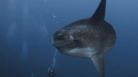 Sunfish is the strangest fish in the sea