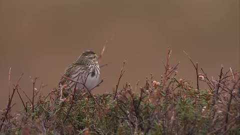 Alaska's Yukon Delta National Wildlife Refuge