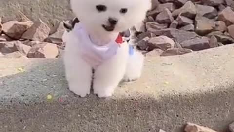 Cute Dog