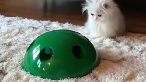 Cat Fluffy Persian Kitten Cuteness Incoming!