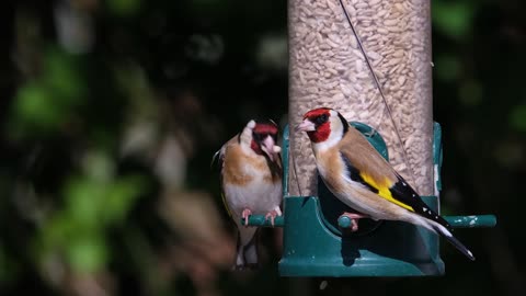 goldfinch-bird-nature-wildlife