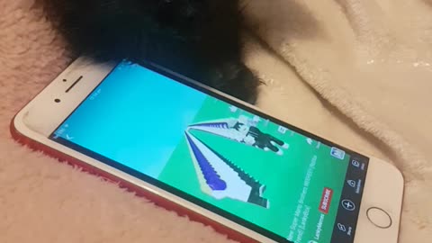 ARNIA our maine coon kitten playing with iPhone