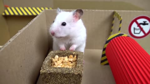 🐹 Hamster Escapes the Creative Maze for Pets in real life 🐹 in Hamster Stories