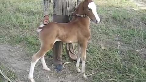 10 days old filly