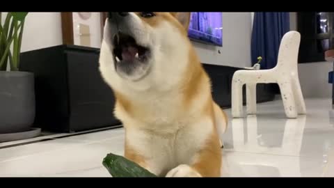 puppy eating cucumber