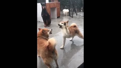 Dog Vs Dog Fight - Funny Dog Fight Videos