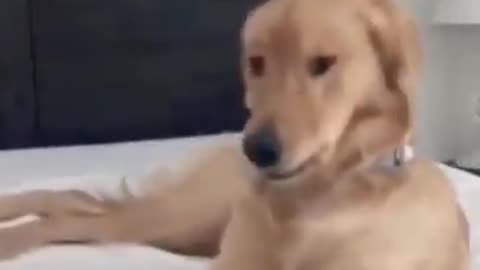 Dog Playing With Music,Dog Playing,