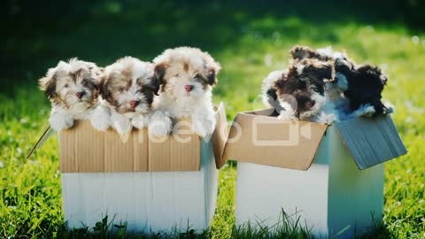 Cute Puppies in Cardboard Boxes